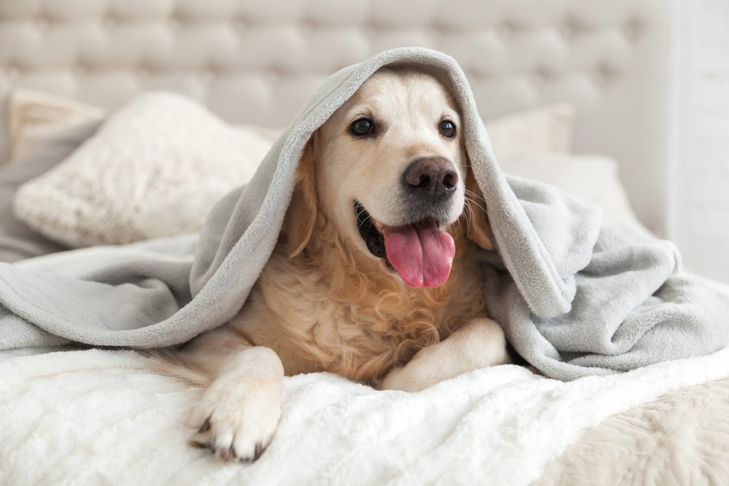 Cleaning schedule with pets helps manage pet hair and allergens in the home.