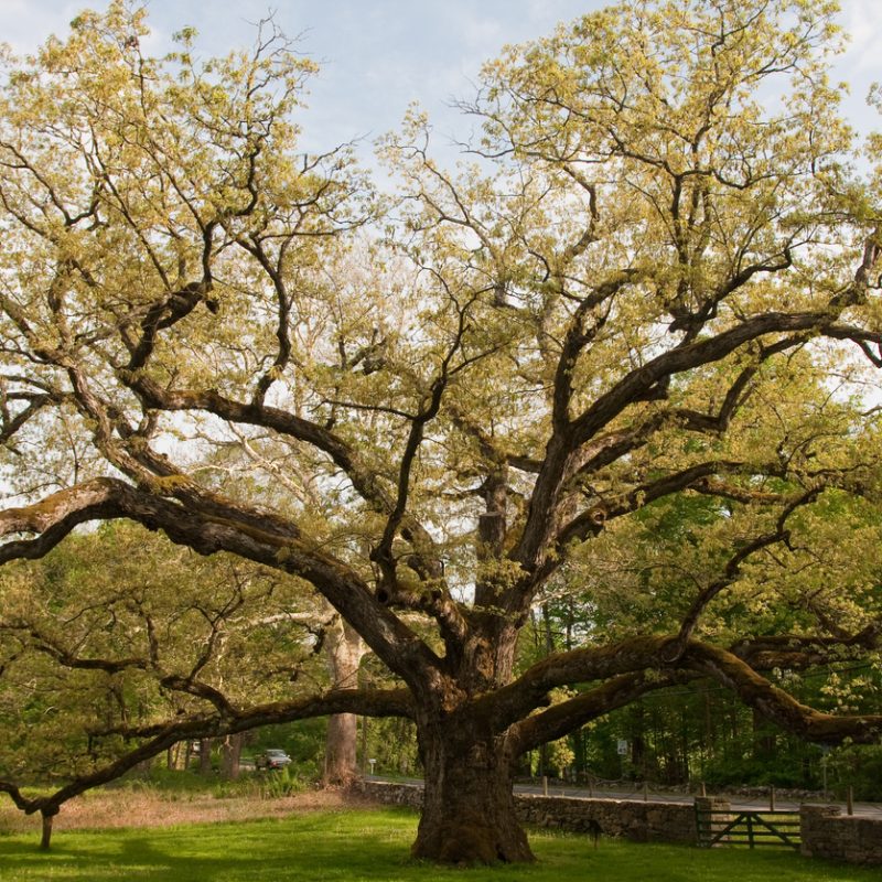 Bedford Oak in Bedford NY
